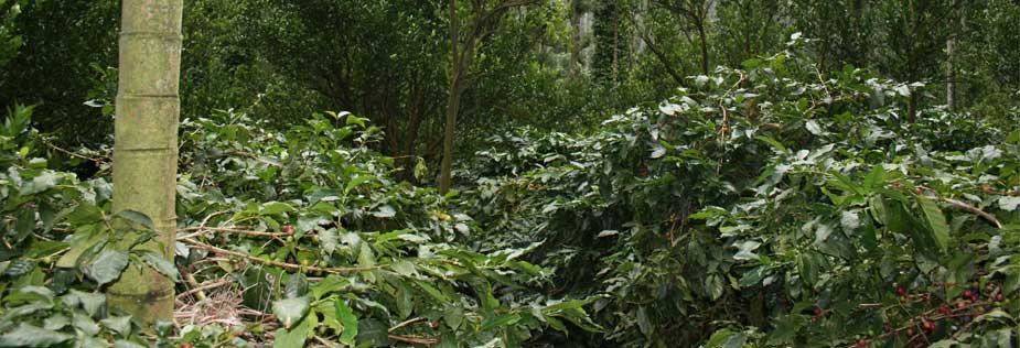 home stay meghamalai in tamilnadu, coffee estate for sale in tamilnadu, organic coffee suppliers in tamilnadu