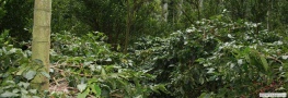 home stay meghamalai in tamilnadu, coffee estate for sale in tamilnadu, organic coffee suppliers in tamilnadu