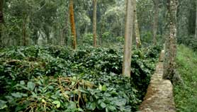 home stay meghamalai in tamilnadu, coffee estate for sale in tamilnadu, organic coffee suppliers in tamilnadu