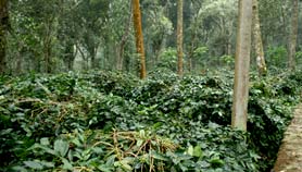 home stay meghamalai in tamilnadu, coffee estate for sale in tamilnadu, organic coffee suppliers in tamilnadu